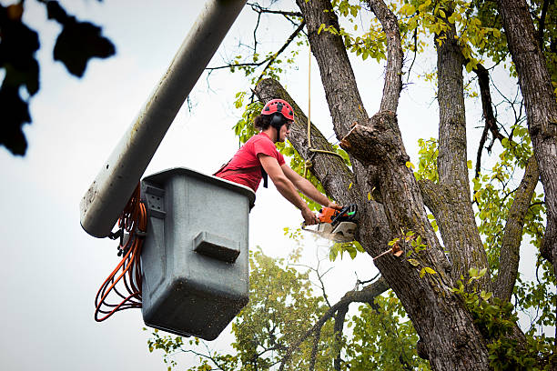 Lake California, CA Tree Removal and Landscaping Services Company